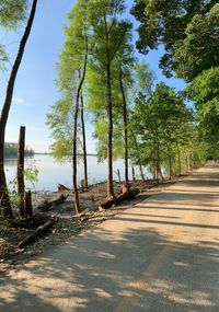 View of empty road along trees