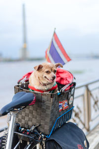 Dog in basket on bicycle against sky