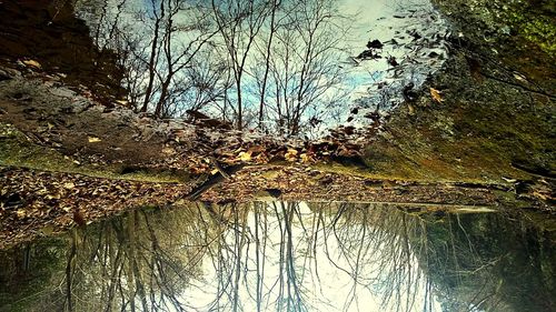 Directly below shot of bare trees in forest