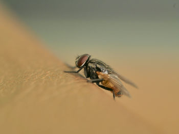 Close-up of housefly