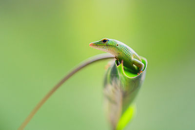 Close-up of a lizard on leaf