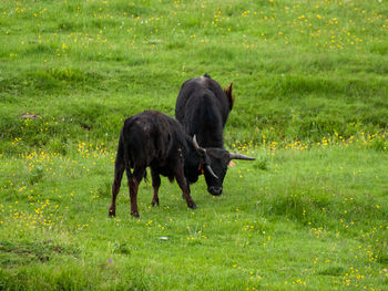 Horse standing in a field