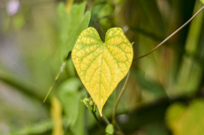 Close-up of yellow leaves