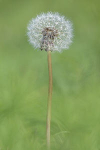 Close-up of dandelion flower