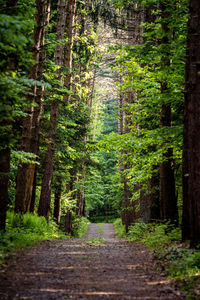 Dirt road amidst trees in forest