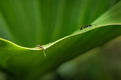 Close-up of ant on leaf