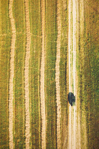 High angle view of agricultural field