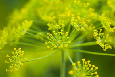 Close-up of flowering plant