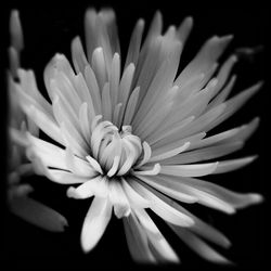 Close-up of flower blooming