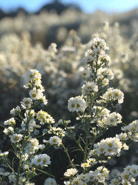 Close-up of white flowering plant