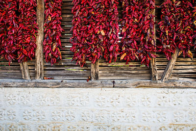 High angle view of red chili peppers outdoors