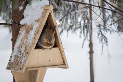 Close-up of squirrel in birdhouse during winter