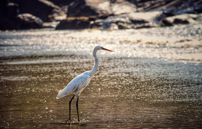 Side view of a bird on a water