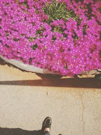 Close-up of pink flowers on tree