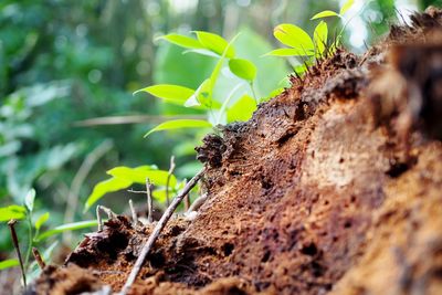 Close-up of plant growing on field