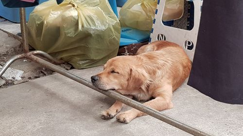 High angle view of dog resting