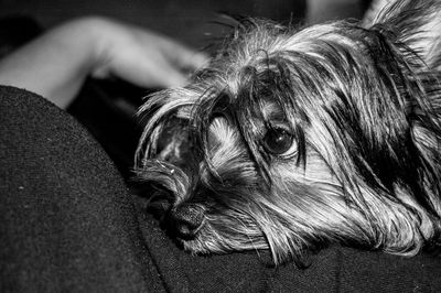 Close-up of dog relaxing on woman abdomen