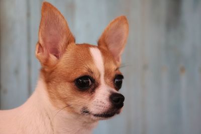 Close-up of a dog looking away