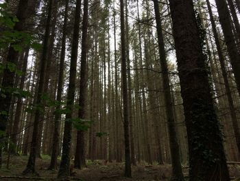 Low angle view of bamboo trees in forest