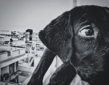 Close-up of a dog looking away