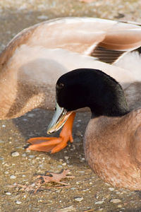 Close-up of swan swimming on lake