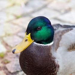 Close-up of mallard duck