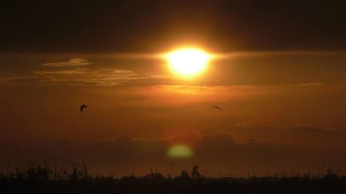 Silhouette bird flying against sky during sunset