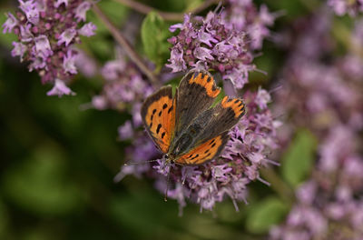 Butterfly on flower