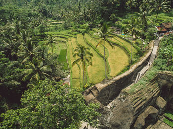 High angle view of coconut palm trees in forest