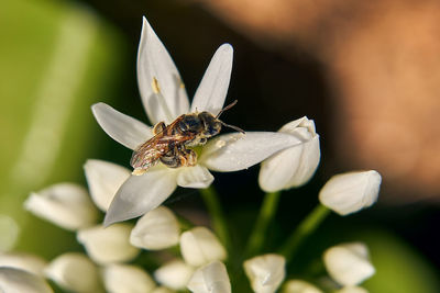 Close-up of insect on flower