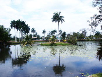 Palm trees by lake against sky