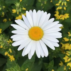 Close-up of white daisy flower