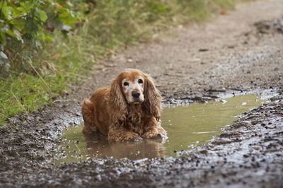 Cocker spaniel cooling in a puddle of water