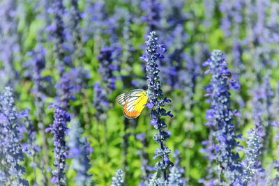 Butterfly perching on flower
