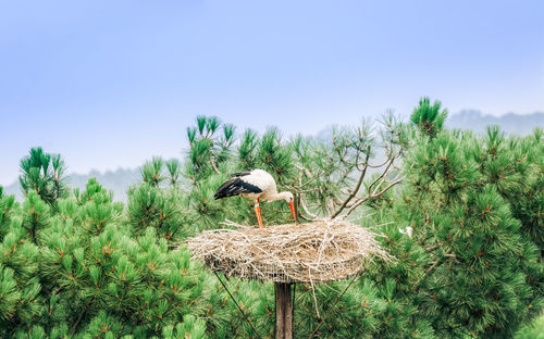 Bird perching on a plant against clear sky