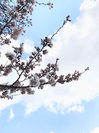 Low angle view of flowers on tree against sky