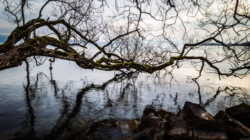 Bare tree by lake against sky