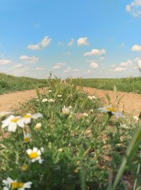 Scenic view of grassy field against sky