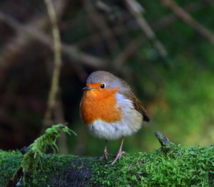 Close-up of bird perching on plant