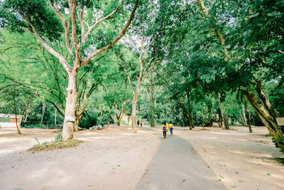 Rear view of people walking on road amidst trees in city