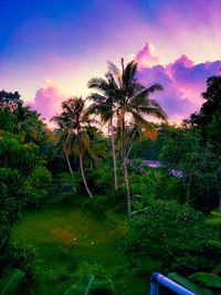 Scenic view of palm trees against sky during sunset