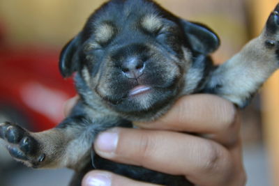 Close-up of hand holding puppy