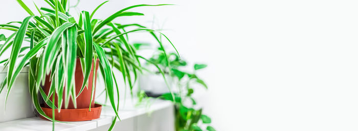 Close-up of potted plant on table against white background