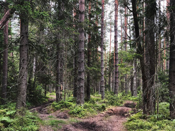 Trees growing in forest