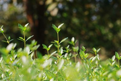 Close-up of plant growing on field