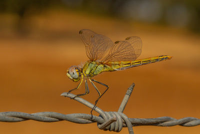 Close-up of dragonfly on plant