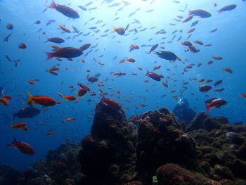 Fish swimming in sea