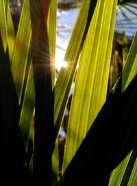 Close-up of plant