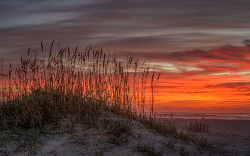 Plants growing on land against sky during sunset