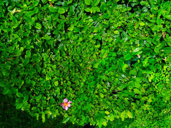 Full frame shot of flowering plant